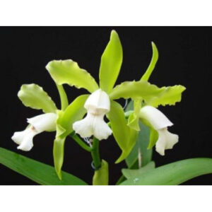 CATTLEYA LEOPOLDI VAR. ALBA MUDA