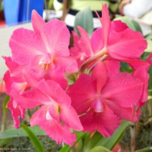 CATTLEYTONIA MUDA 5 A 10 CM