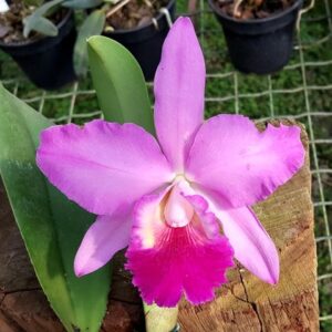BLC CHIA LIN X LC ALOHA CASE