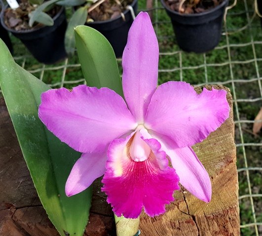 BLC CHIA LIN X LC ALOHA CASE