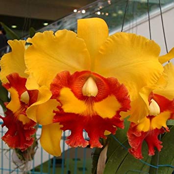 BLC CHUNYEAH X BLC RODRIGO SUZUKI