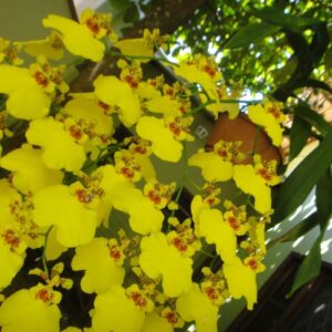 ONCYDIUM CHUVA DE OURO MUDA DE 5 A 10CM