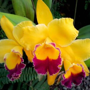 BLC. CHYONG GUU CHAFFINCH ADULTA