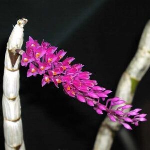 DENDROBIUM SECUNDUM TIPO MUDA