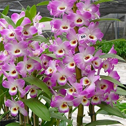 DENDROBIUM HÍBRIDO D100 PRÉ ADULTO