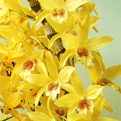 DENDROBIUM HÍBRIDO D15 PRÉ ADULTO