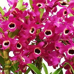 DENDROBIUM HÍBRIDO D2 PRÉ ADULTO