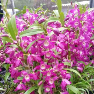 DENDROBIUM HÍBRIDO D32 PRÉ ADULTO