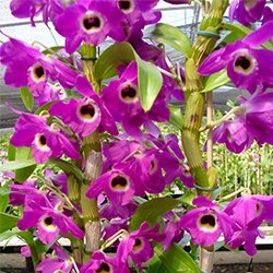DENDROBIUM HÍBRIDO D40 PRÉ ADULTO