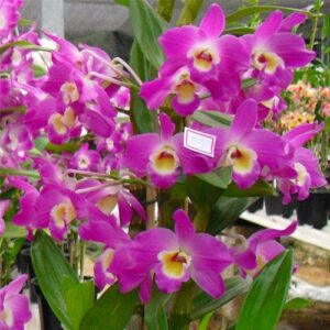 DENDROBIUM HÍBRIDO D55  PRÉ ADULTO