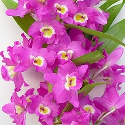 DENDROBIUM HÍBRIDO D64 PRÉ ADULTO
