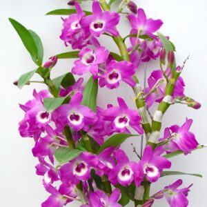DENDROBIUM HÍBRIDO D70 PRÉ ADULTO