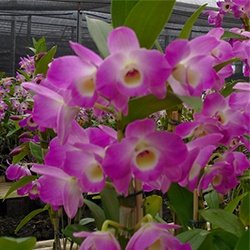 DENDROBIUM HÍBRIDO D88 PRÉ ADULTO