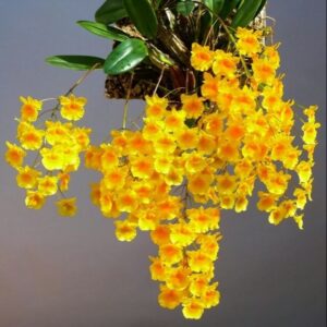 DENDROBIUM AGREGATUM - PRÉ ADULTA