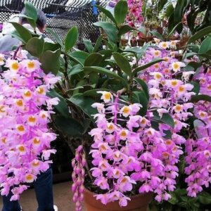 DENDROBIUM BRONCKARTII MUDA 5 A 10 CM