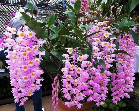 DENDROBIUM BRONCKARTII MUDA 5 A 10 CM