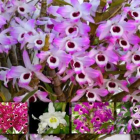 DENDROBIUM NOBILE ADULTO  KIT 5 UNIDADES