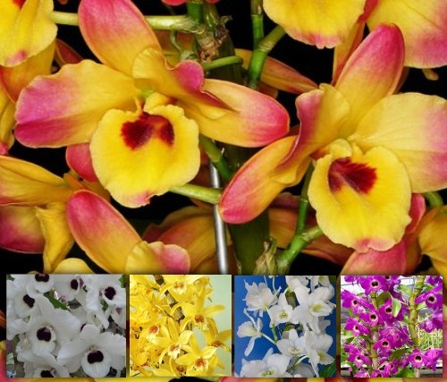 DENDROBIUM HÍBRIDO MUDAS KIT 10 UNIDADES