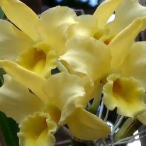 DENDROBIUM NOBILE AMARELO