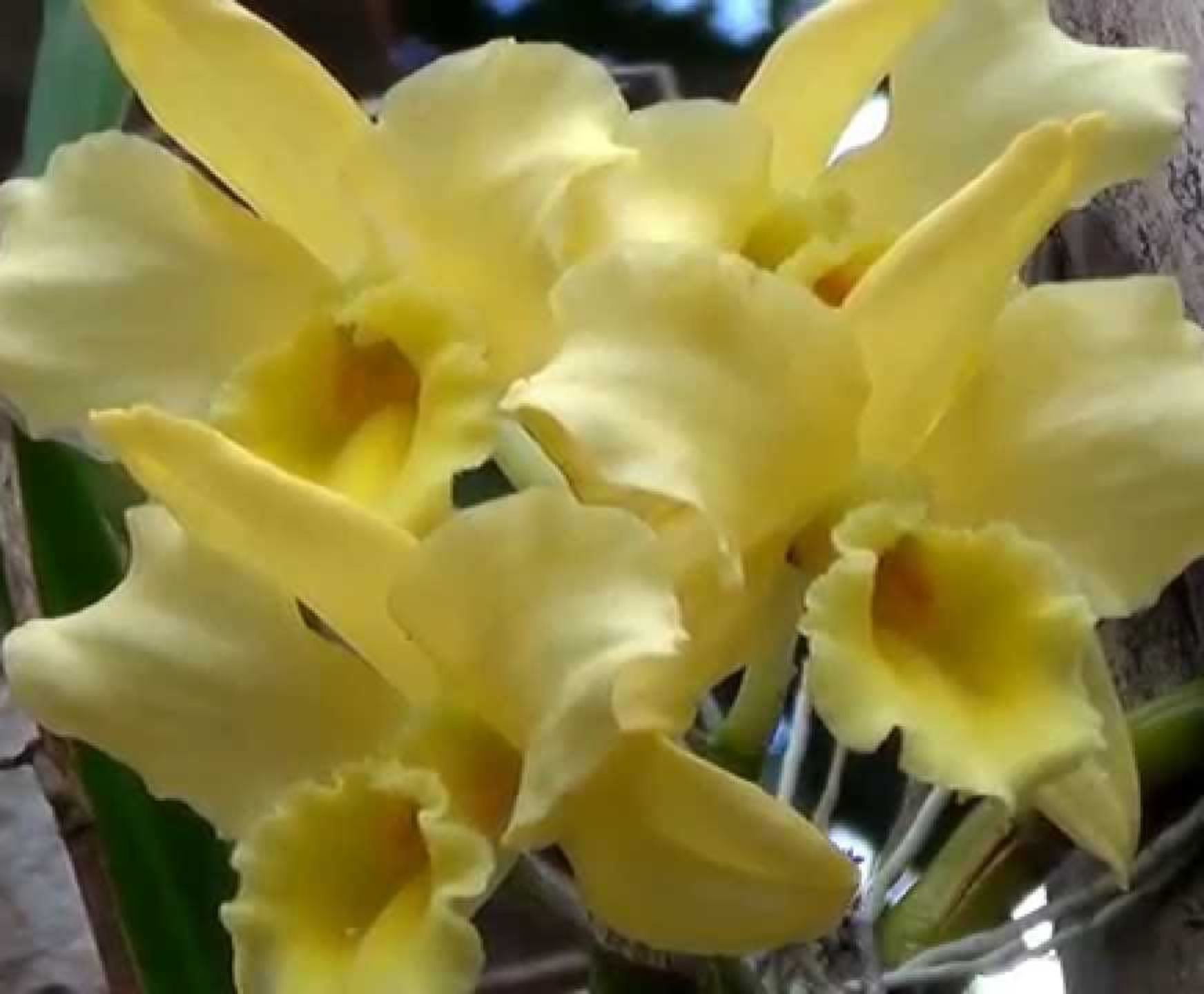 DENDROBIUM NOBILE AMARELO