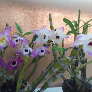 DENDROBIUM NOBILE ADULTA