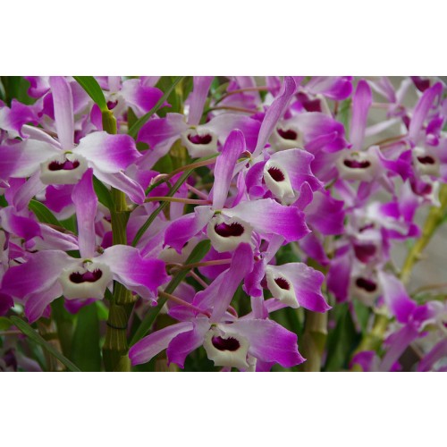 DENDROBIUM ROSA PRECOCE MUDA