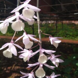 DENDROBIUM PIERARDII MUDA