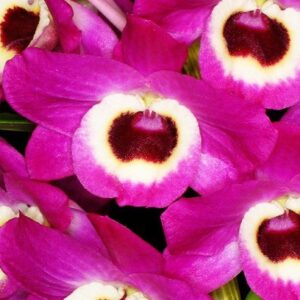 DENDROBIUM ROSA HÍBRIDO PRÉ ADULTA