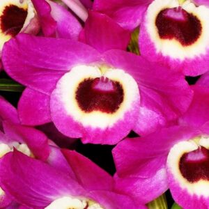 DENDROBIUM ROSA HÍBRIDO MUDA