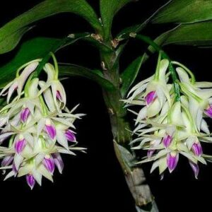 DENDROBIUM AMETHYSTOGLOSSUM - MUDA DE 5 A 10CM