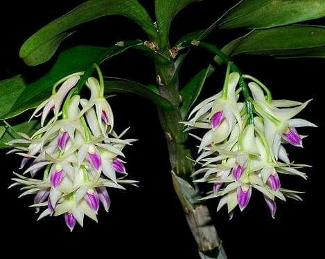 DENDROBIUM AMETISTOGLOSSUM - PRÉ ADULTA