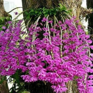 DENDROBIUM ANOSMUM TIPO MUDA 5 A 15 CM