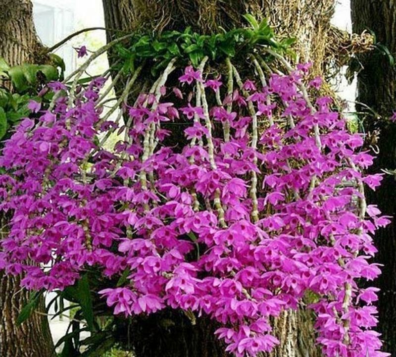 DENDROBIUM ANOSMUM TIPO MUDA 5 A 15 CM