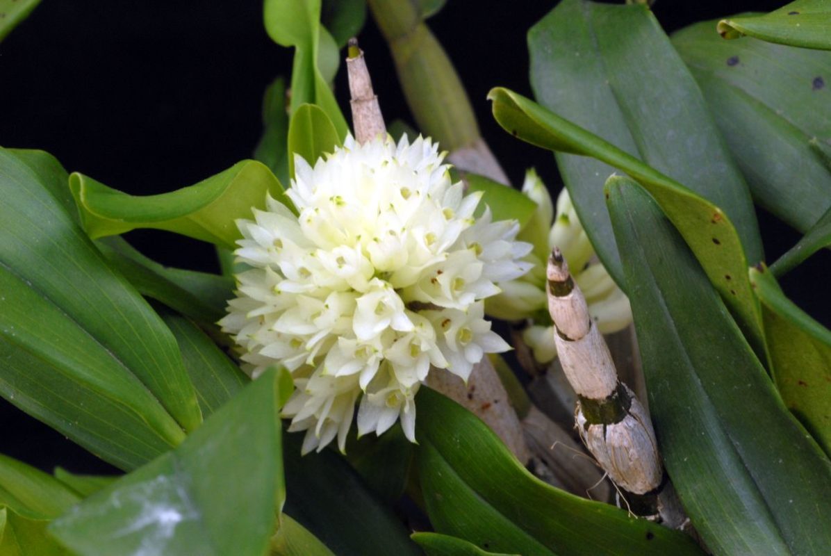 DENDROBIUM PURPUREUM ALBA ADULTA