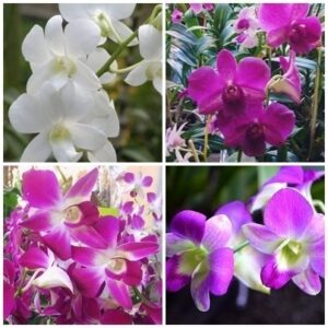 MINI DENPHAL MISTO ADULTO