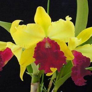 BLC. TOSHIE AOKI X BLC GOLDENZELLE LEMON CHIFFON ADULTO