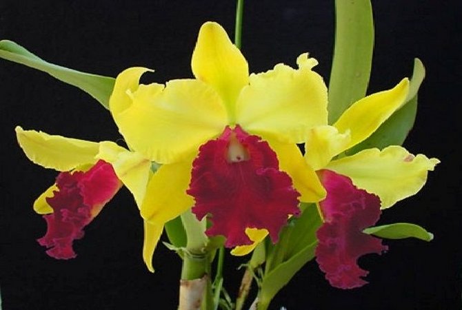 BLC. TOSHIE AOKI X BLC GOLDENZELLE LEMON CHIFFON ADULTO