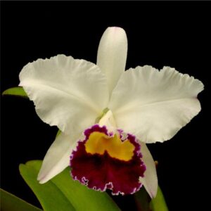 LC SHEILA LAUTERBACH EQUILAB ADULTA