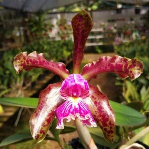 C. SCHILLERIANA “TIPO" ADULTA