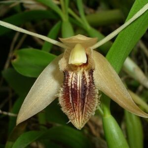 COELOGYNE OVALIS ADULTA