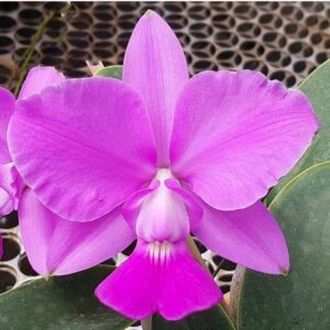 CATTLEYA WALKERIANA TIPO - ADULTA