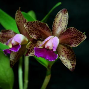BLC. GUTTATA DARK  PRINCESS ADULTA
