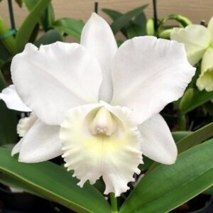 BLC HAWAIIAN WEDDING SONG ADULTA