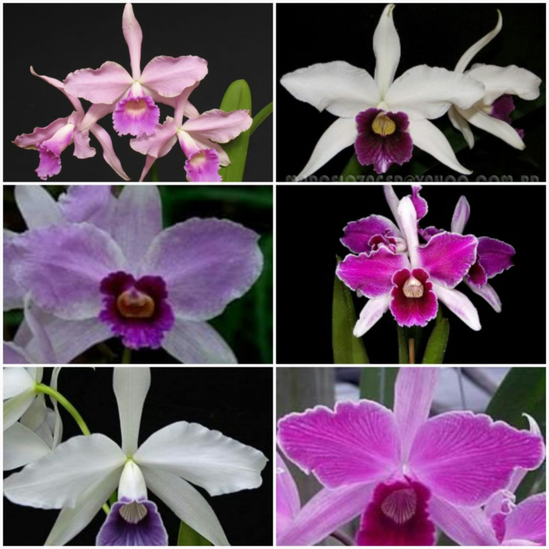 LAELIA PURPURATA MISTA 1 UNIDADE ADULTA