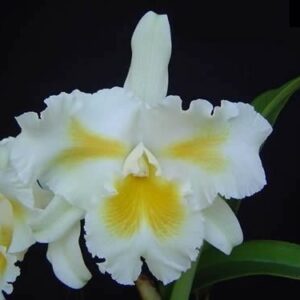 BLC. ISLAND CHAYN `BLUMEN INSEL´ ADULTA