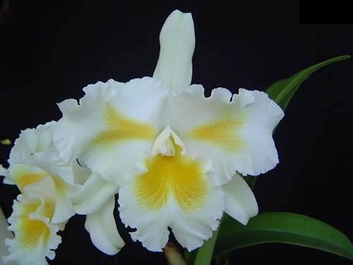 BLC. ISLAND CHAYN `BLUMEN INSEL´ ADULTA