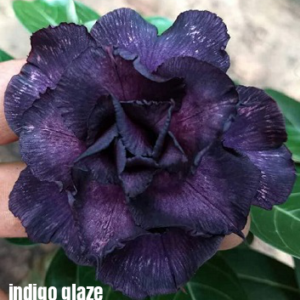 ROSA DO DESERTO INDIGO GLAZE