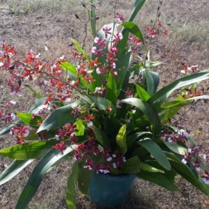 ONCYDIUM SHARRY BABY ADULTA - KIT 5 UNIDADES