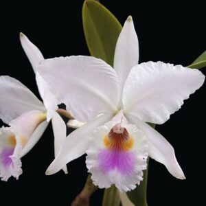 CATTLEYA LABIATA SEMI ALBA CARNEA - ADULTA