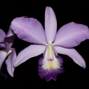 C. LABIATA X PARISAT COERULEA MUDA 5 A 10 CM